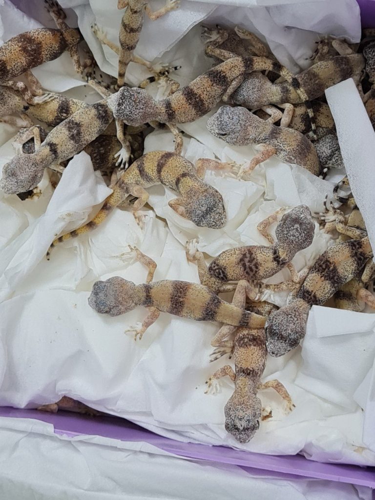 90 reptiles rescued at airport