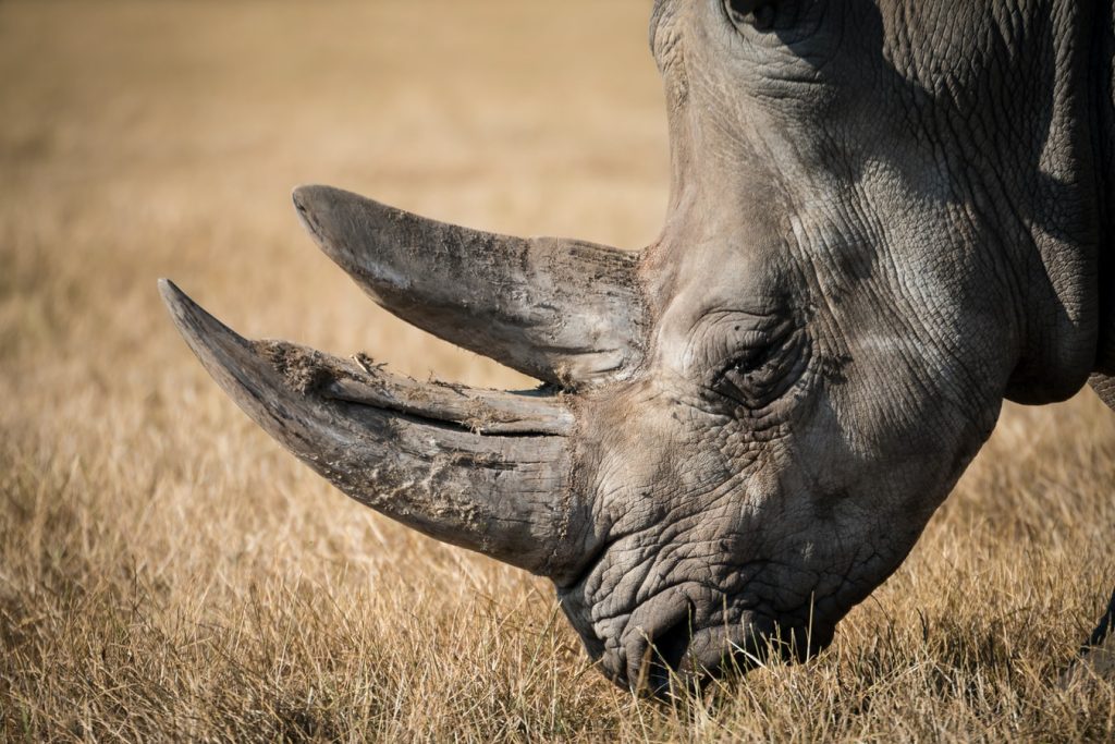 Notorious rhino poaching gang sentenced