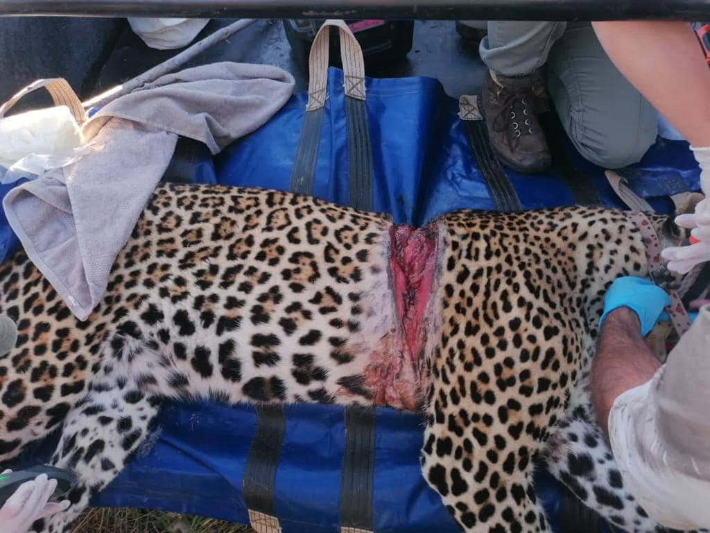 Leopard in trap: Growing concern over illegal hunting in reserves