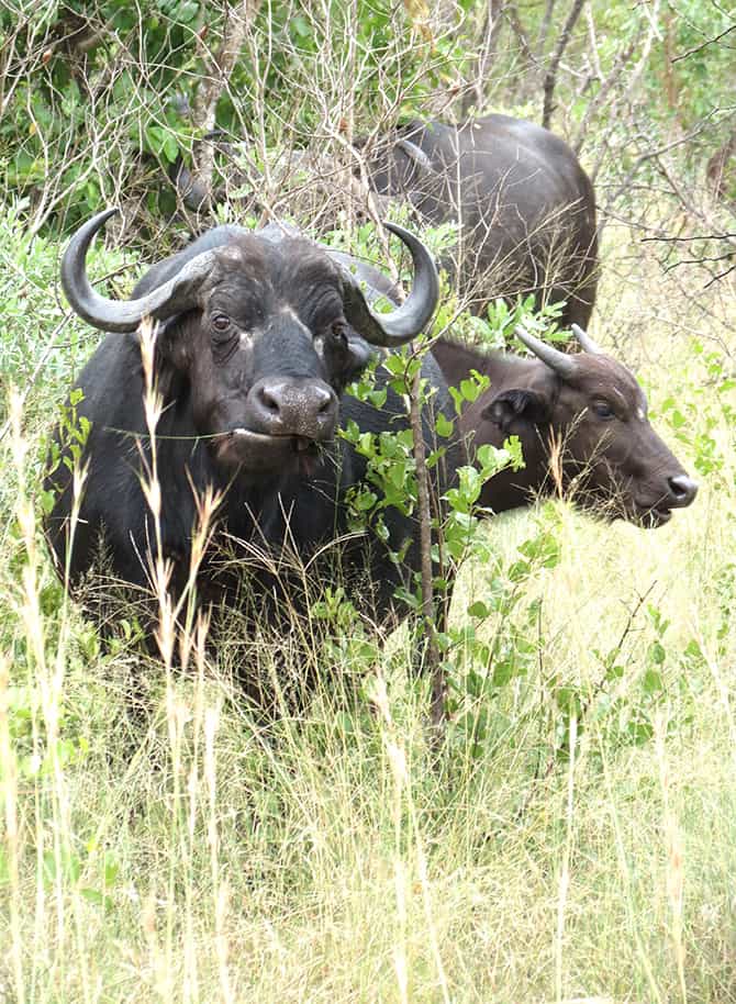 Buffalo breeder asks for private prosecution unit's help