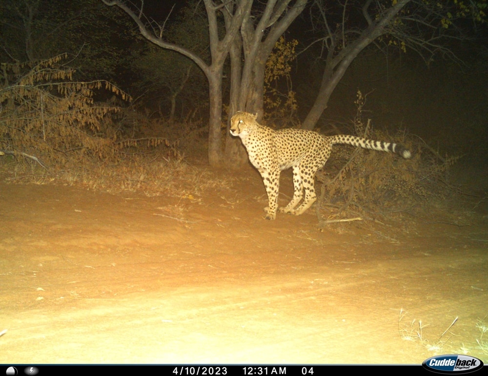 Task force established to track free-ranging cheetahs in the Northern Cape