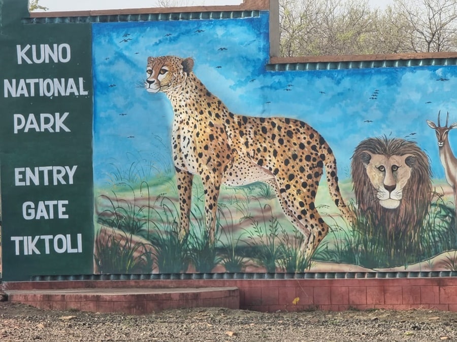 Questions after cheetahs die during resettlement in India