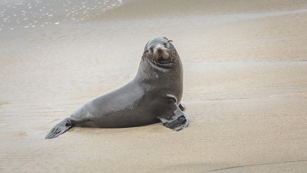 Namibia says yes to thinning of thousands of fur seals