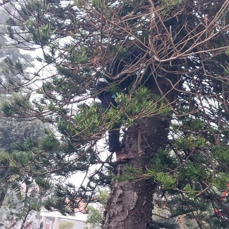 Barefoot in tree to save cat