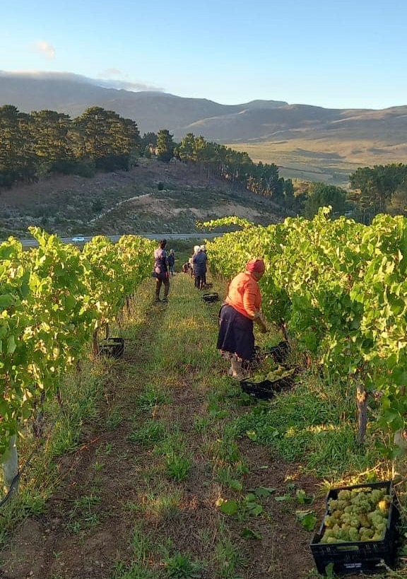 WC wine farms among the world's top 50
