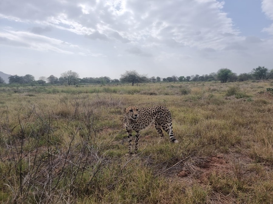 High removed from office after cheetahs die in India