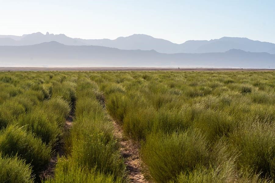 Rooibos fields 'intact' after heavy rain