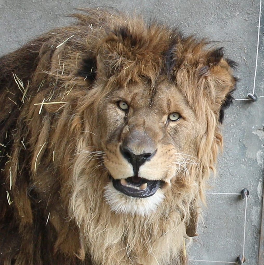 Welcome, Ruben!  World's 'loneliest' lion finds home on African soil