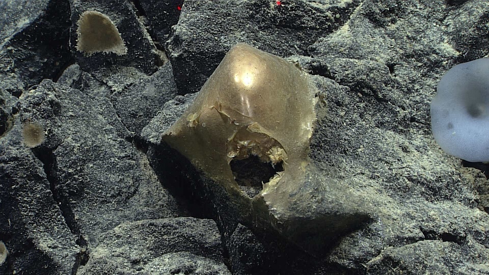 Mysterious 'golden egg' found on ocean floor