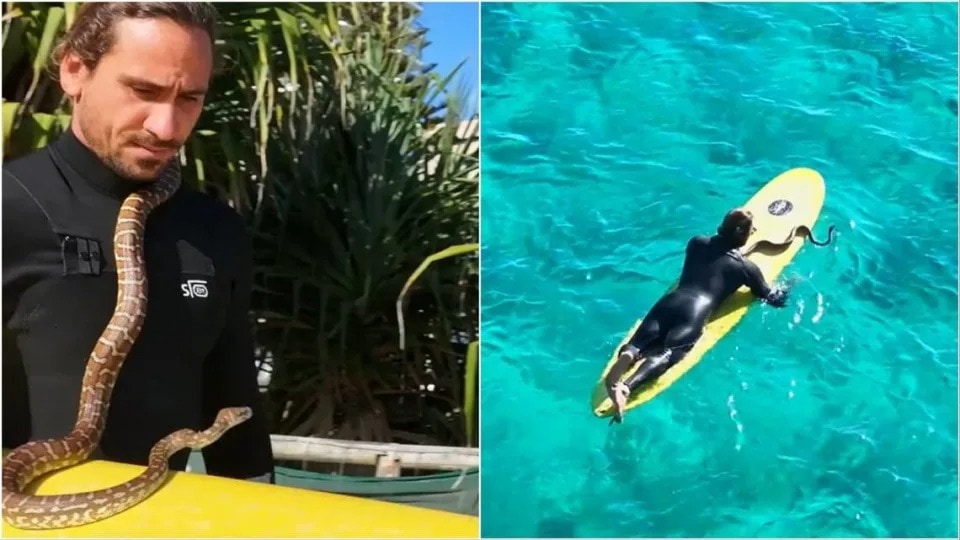 Aussie fined for going surfing with python