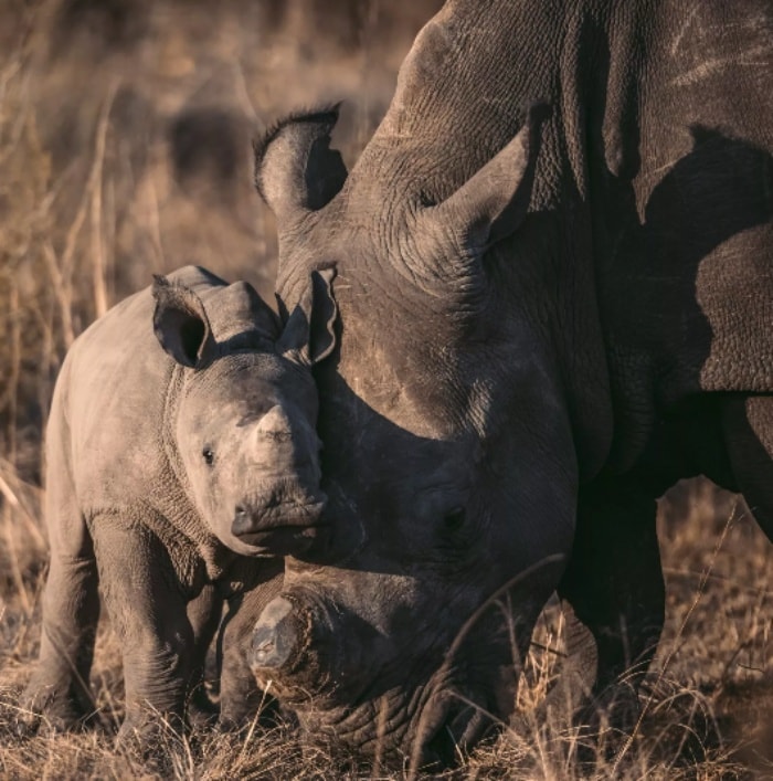 African rhino numbers rise for the first time in more than a decade