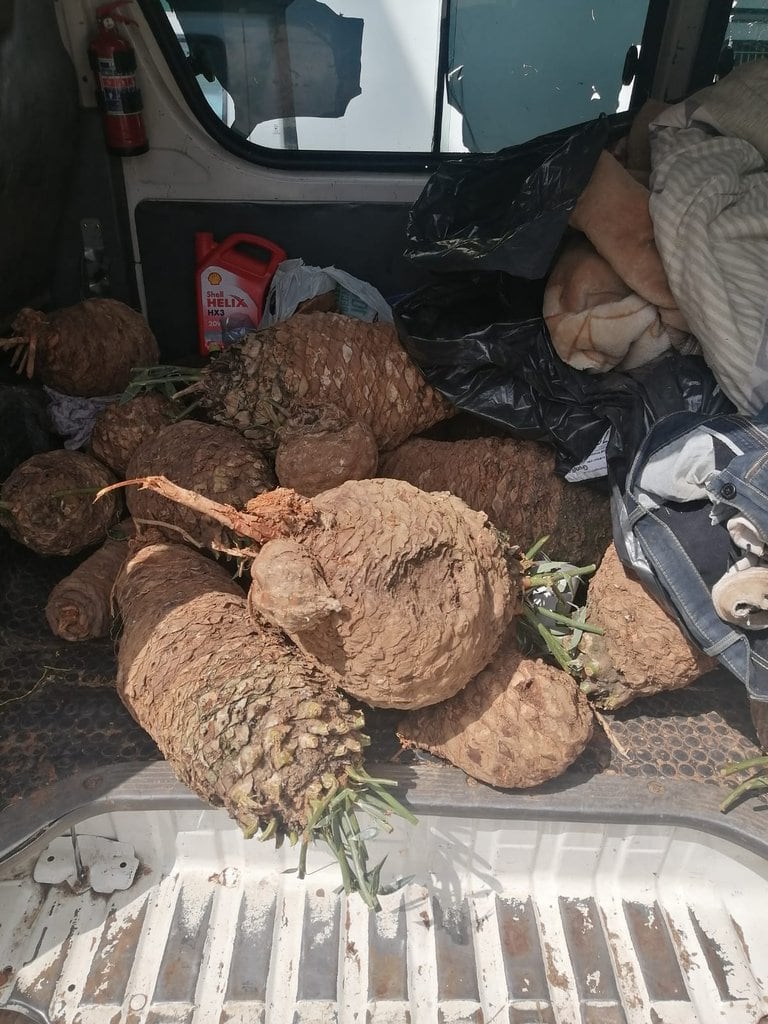 Heavy sentence for three who smuggle breadfruit