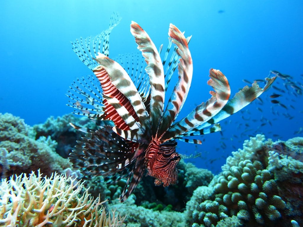 Countries pledge R230 billion to protect coral reefs