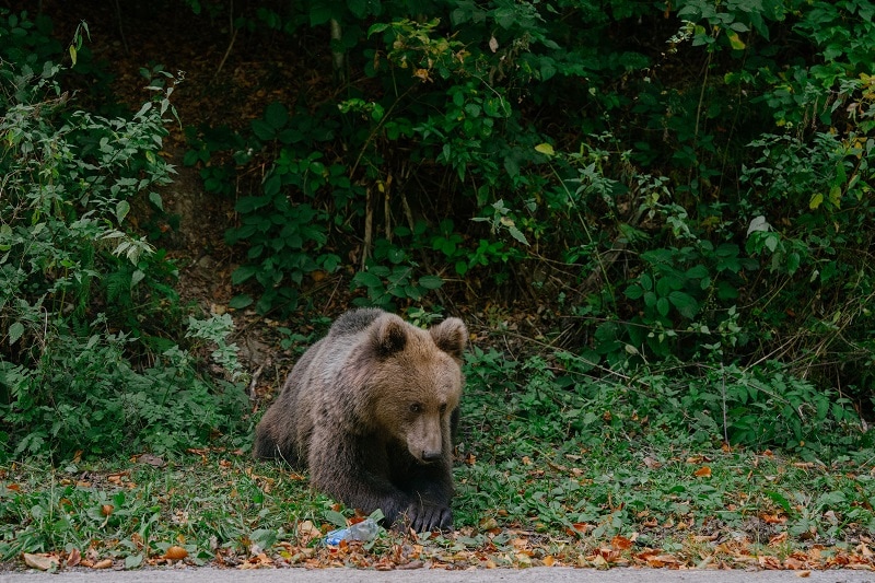Romania divided over future of bear population