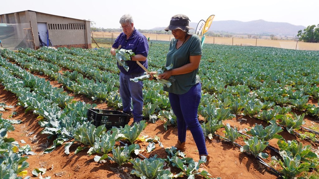 Joint vegetable project delivers first vegetables to market