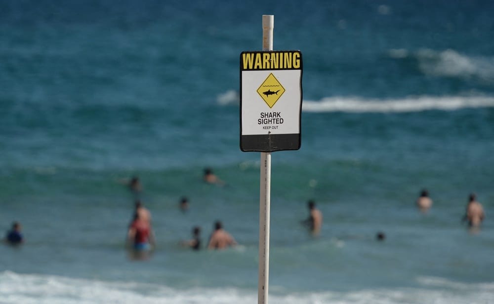 Australian surfer still searching after 'horrific' shark attack