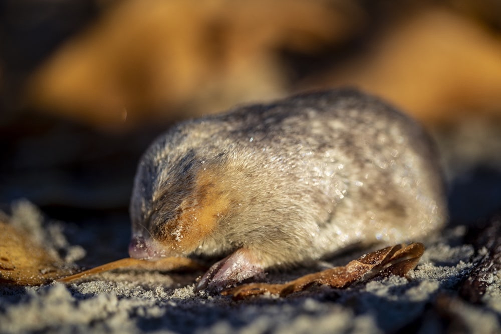 Signs of golden mole found 87 years later