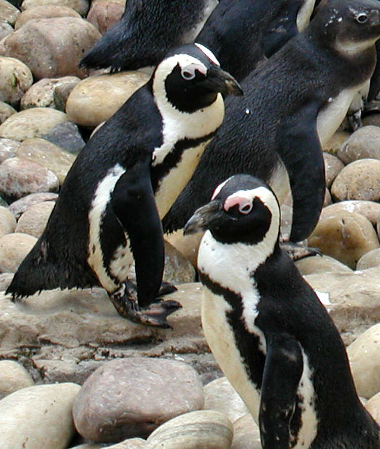 Boundary-shifting court case over protection of penguins