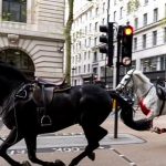 Horses make their way through central London