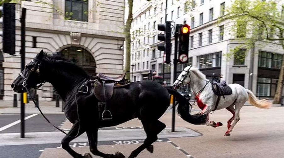 Horses make their way through central London