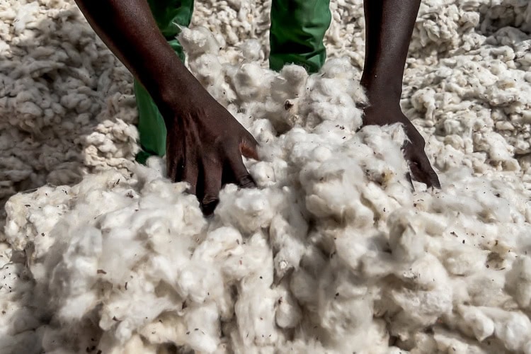 Climate change, empty promises: Chad's cotton farmers are reeling