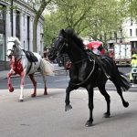 Two runaway horses 'in serious condition'